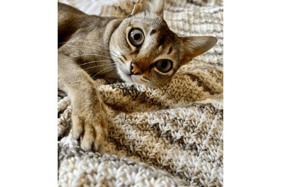 Cozy Crochet Blanket with Cat — cozy crochet blanket patterns Cozy crochet blanket patterns with a cat resting on it